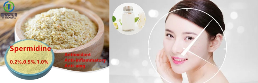 spermidine anti-aging
