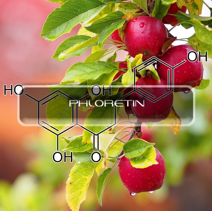 phloretin 3.png