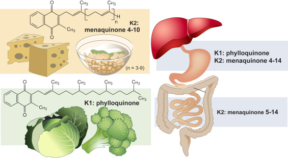 Vitamin K2-3.jpg
