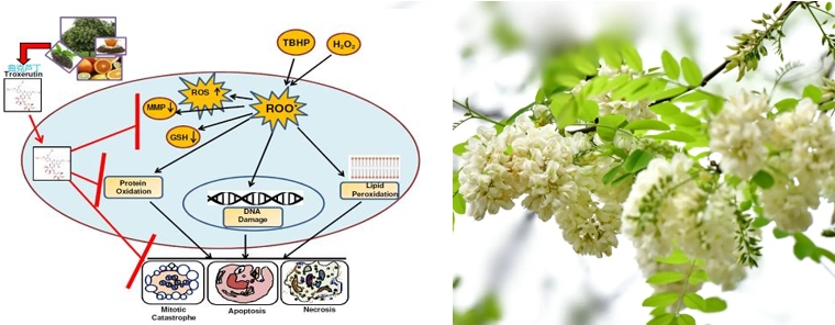 troxerutin antioxidant.png