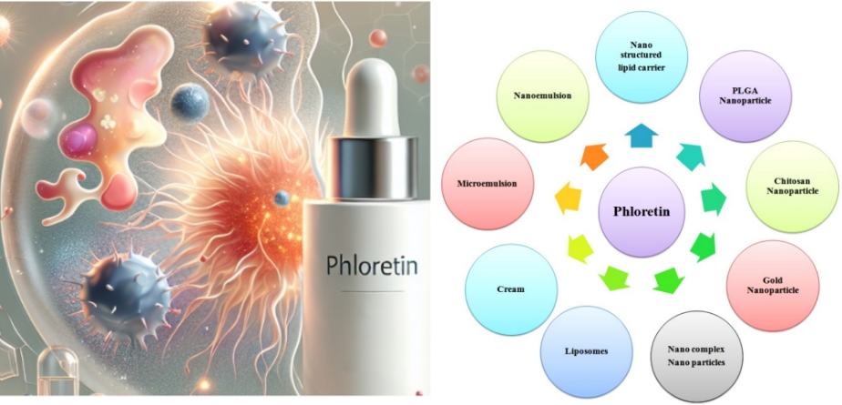 phloretin1111.png