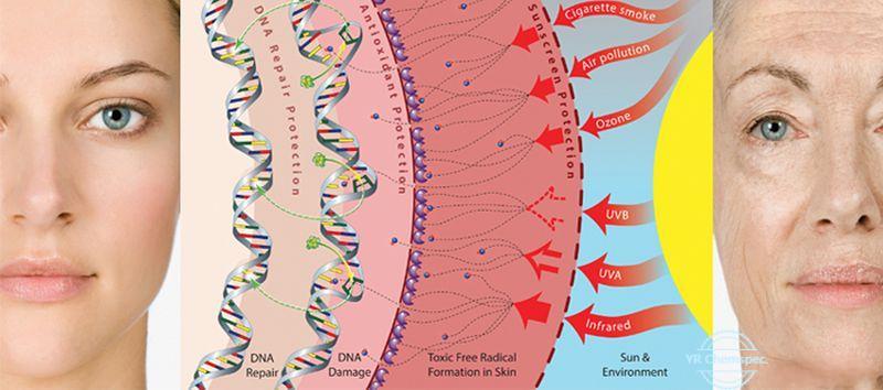 The Revolutionary Cosmetic Ingredient - Dimethylmethoxy Chromanol