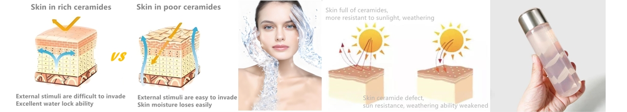 ceramides ceramide ap.png
