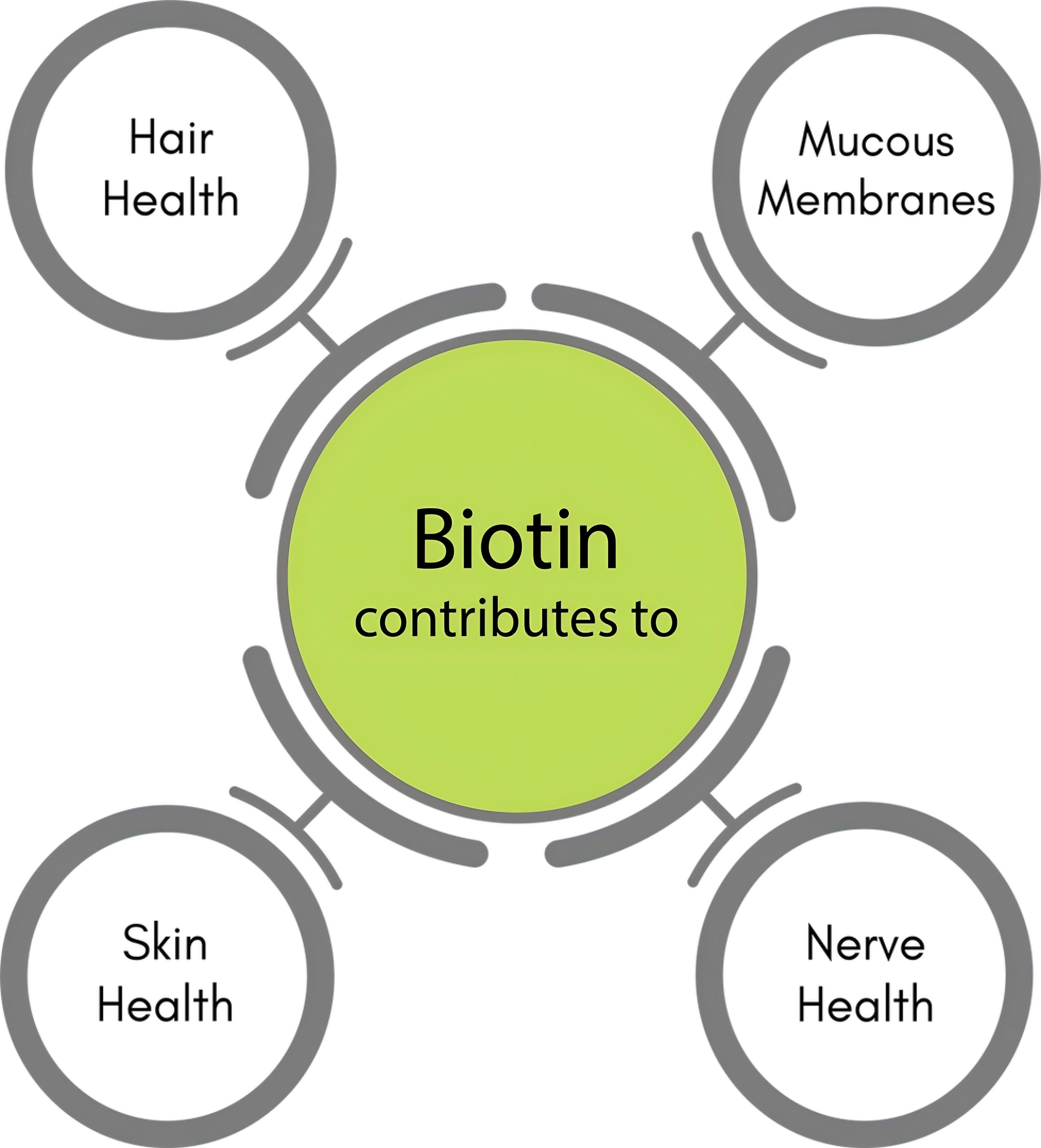 D-Biotin-1.jpg